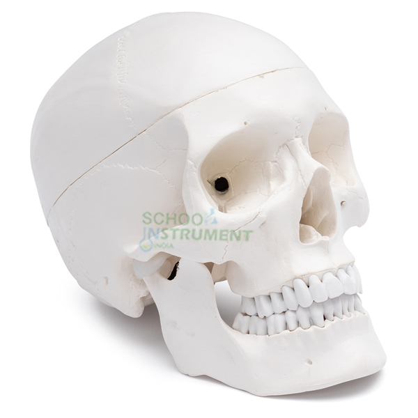 Human Skull Model
